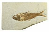 Fossil Fish (Knightia) - Green River Formation #240440-1